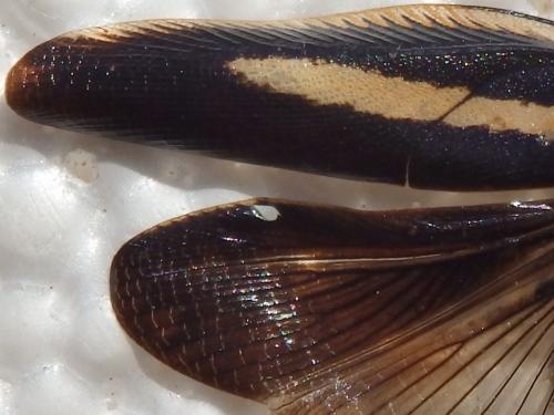 Pseudischnoptera lineata